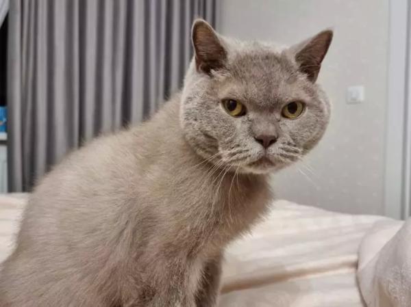 Вакцину от аллергии на кошек скоро будут испытывать на людях